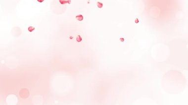 Pembe gül yaprakları uçuşuyor. Japon Sakura yaprakları dökülüyor. Bahar dekorasyonu arka planı. Kiraz çiçekleri. Paskalya. Düşen çiçekler gibi. 4K alfa kanal mat.
