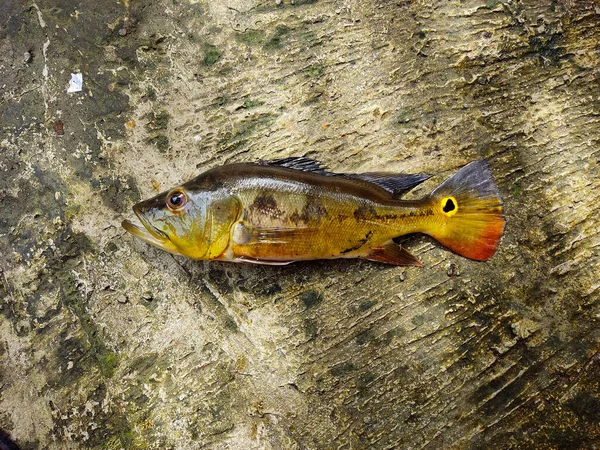 Fotografia Bliska Świeżego Pawia Bass Monoculus Ryb Element Nadający Się — Zdjęcie stockowe