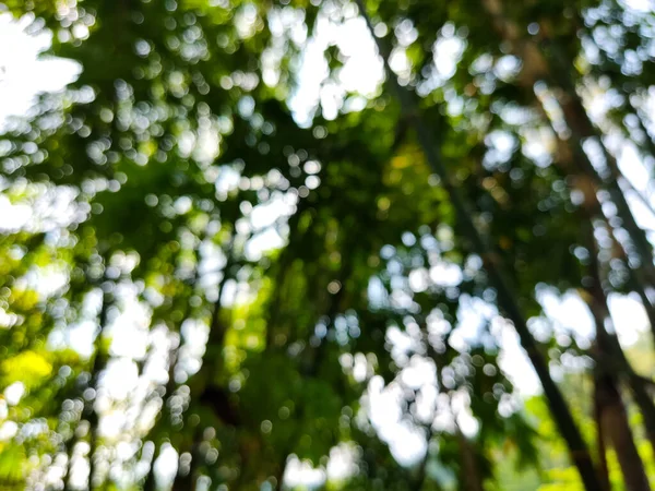 Fotografia Fundo Desfocado Abstrato Borrado Árvore Bambu Ajuste Para Elemento — Fotografia de Stock