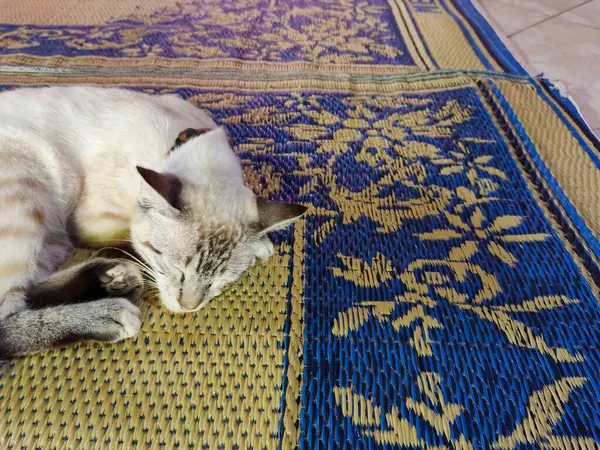 Fotografía Primer Plano Durmiendo Gato Con Espacio Copia Perfecto Para — Foto de Stock