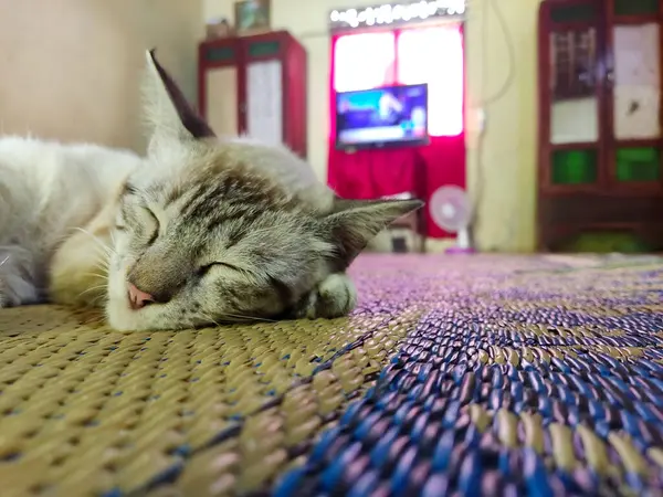 Fénykép Közelről Alvó Macskáról Fénymásolási Hellyel Tökéletes Kisállat Élelmiszer Reklám — Stock Fotó