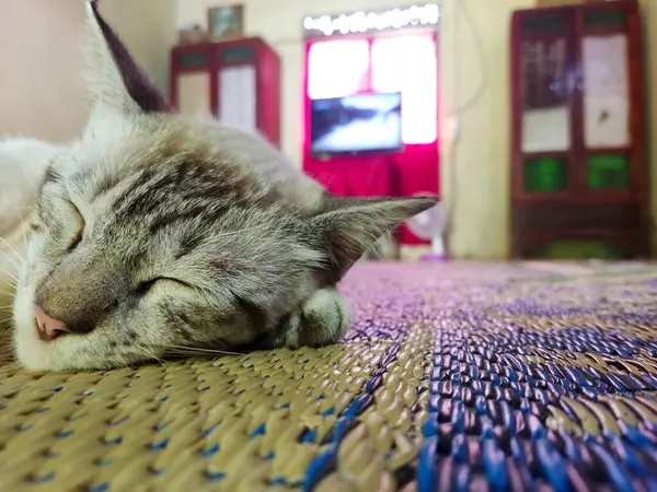 Fénykép Közelről Alvó Macskáról Fénymásolási Hellyel Tökéletes Kisállat Élelmiszer Reklám — Stock Fotó