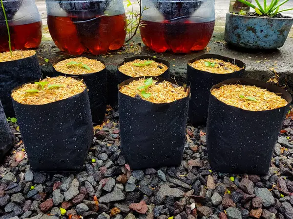 Photograph of urban garden using polybag and recycled plastic gallon. Grow your own food. Perfect for eco friendly content, upcycling promotion, DIY garden idea, zero waste idea, reusable product, etc.