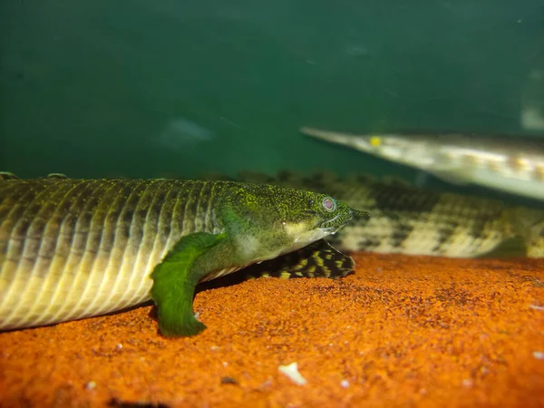 Undervattensfotografi Närbild Vackra Polypterus Polli Lämplig För Djurskydd Sällskapsdjursskötsel Etc — Stockfoto