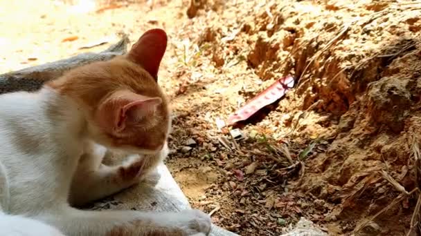 Stock Vídeo Cute Sleepy Cat Grooming Itself While Lying Bed — Vídeo de Stock