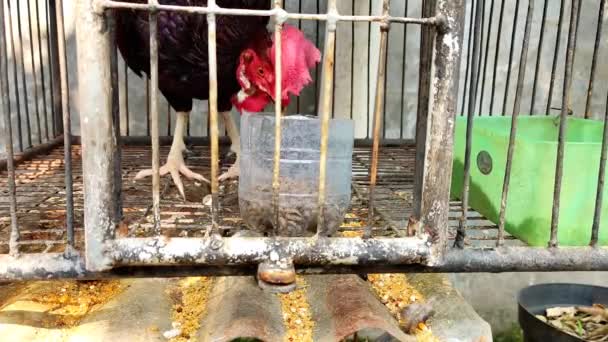 Maggot에 먹이는 감금소에 닭고기 — 비디오