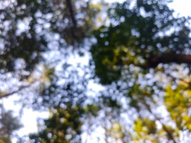 Çam ormanının odaksız, bulanık arka planının fotoğrafı. İniş sayfası arka planı için mükemmel