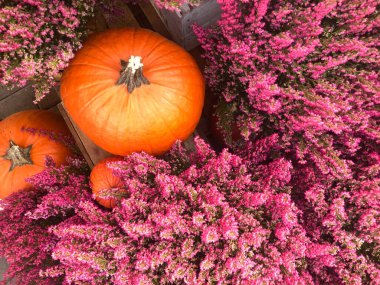 Dükkanda gül renkli balkabağı var. Yüksek kaliteli fotoğraf.