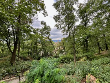 Yüksek kalite fotoğraf. Parktaki uzun ağaçlar, banklar ve patikalar. Çek Cumhuriyeti 'nin Teplice kentinde bir park.