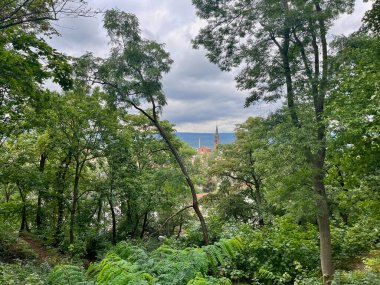 Yüksek kalite fotoğraf. Parktaki uzun ağaçlar, banklar ve patikalar. Çek Cumhuriyeti 'nin Teplice kentinde bir park.