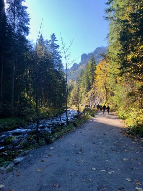 Koscieliska Vadisi, Tatry Ulusal Parkı. Yüksek kalite fotoğraf. Ağaçların arasındaki dağ nehri. Polands dağında sonbahar Koscielisko, Zakopane. 