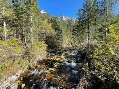 Koscieliska Vadisi, Tatry Ulusal Parkı. Yüksek kalite fotoğraf. Ağaçların arasındaki dağ nehri. Polands dağında sonbahar Koscielisko, Zakopane. 