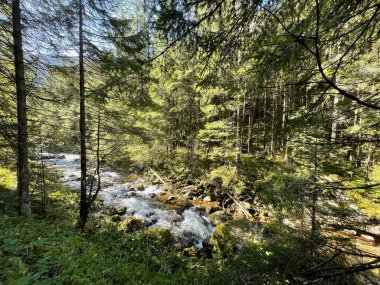 Koscieliska Vadisi, Tatry Ulusal Parkı. Yüksek kalite fotoğraf. Ağaçların arasındaki dağ nehri. Polands dağında sonbahar Koscielisko, Zakopane. 