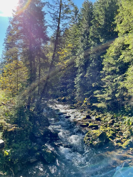 Koscieliska Tal Nationalpark Tatry Hochwertiges Foto Gebirgsfluss Zwischen Den Bäumen — Stockfoto