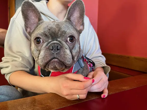 A French bulldog sits at a table, in the arms of a girl with a red manicure. A bulldog in a harness looks into the lens. High quality photo