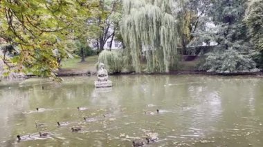 Çek Cumhuriyeti, Duchcov 'daki dalgalı bir gölette tek sıra halinde ördek gibi paytak paytak yürüyor. Yüksek kaliteli FullHD görüntüler. 
