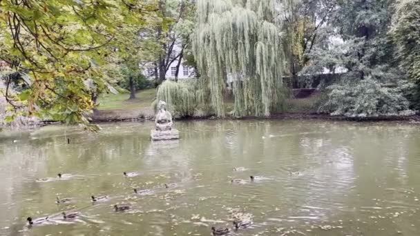 Duck Single Row Waddle Rippling Pond Duchcov Czech Republic High — Stock Video