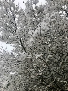 Çilekli kış ağaçları. Karların altındaki ağaçlar. Çek Cumhuriyeti, Avrupa. Yüksek kalite fotoğraf