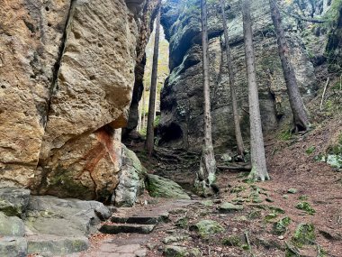 Sonbahar güneşli bir gün. Bohem İsviçre Ulusal Parkı, Çek Cumhuriyeti. Yüksek kayalıklar ve ağaçlar. Yüksek kaliteli fotoğraf..