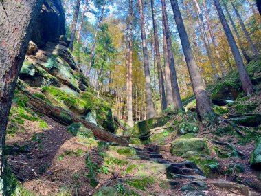 Sonbahar güneşli bir gün. Bohem İsviçre Ulusal Parkı, Çek Cumhuriyeti. Yüksek kayalıklar ve ağaçlar. Yüksek kaliteli fotoğraf..