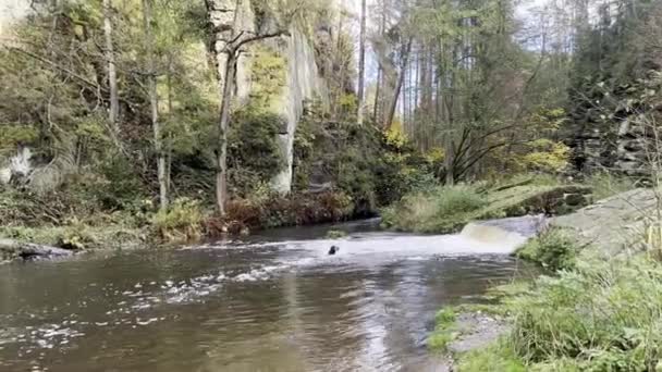 チェコ国立公園に小さな滝がある川 破壊された古い建物の近く ドルスキーミリン 高品質のフルHd映像 — ストック動画