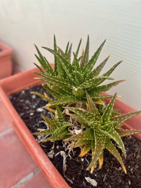 Mini aloe vera bitkileri balkonda haşhaş gibi büyüyor. Tenerife. Kanarya Adası. Yüksek kalite fotoğraf