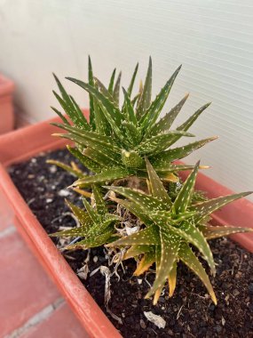 Mini aloe vera bitkileri balkonda haşhaş gibi büyüyor. Tenerife. Kanarya Adası. Yüksek kalite fotoğraf
