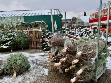 Satılık Noel ağaçları. Arka planda geleneksel bir Londra otobüsü var. Yüksek kalite fotoğraf