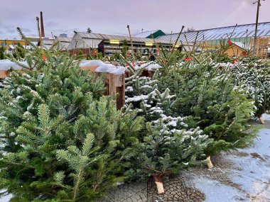 Satılık Noel ağaçları, Münih, Almanya. Yüksek kalite fotoğraf