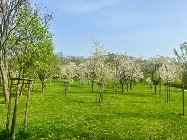 Yeşil çayırlı bir meyve bahçesinde çiçek açan ağaçların manzarası. Gönüllüler tarafından ekilmiş bir bahçe. Teplice, Çek Cumhuriyeti. Yüksek kalite fotoğraf