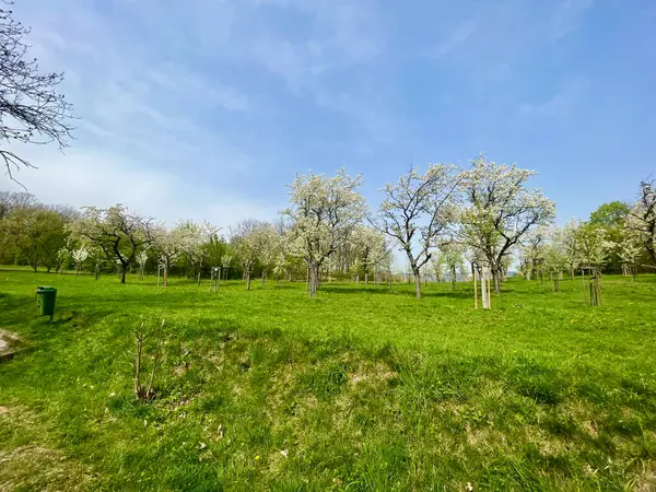 Panorama Blooming Trees Orchard Green Meadow Garden Planted Volunteers Teplice — Stock Photo, Image