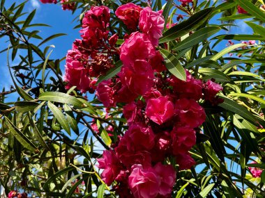 Çiçekli bitki zakkumuyla dolu bahçe. Yakın plan pembe, tatlı zakkum çiçeği ya da gül bahçesi. Dikey. Yüksek kalite fotoğraf