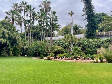 İspanya 'nın kanarya adası Tenerife' de hayvanat bahçesinde çimlerin üzerinde yürüyen sıra dışı parlak kuşlar. Yüksek kalite fotoğraf