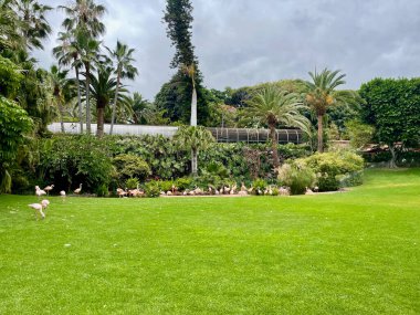 İspanya 'nın kanarya adası Tenerife' de hayvanat bahçesinde çimlerin üzerinde yürüyen sıra dışı parlak kuşlar. Yüksek kalite fotoğraf