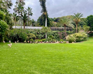 İspanya 'nın kanarya adası Tenerife' de hayvanat bahçesinde çimlerin üzerinde yürüyen sıra dışı parlak kuşlar. Yüksek kalite fotoğraf