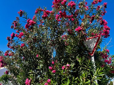 Çiçek açan bir ağaca yol işareti koy. Tehlike. Costa Adeje, Tenerife, İspanya. Yüksek kalite fotoğraf