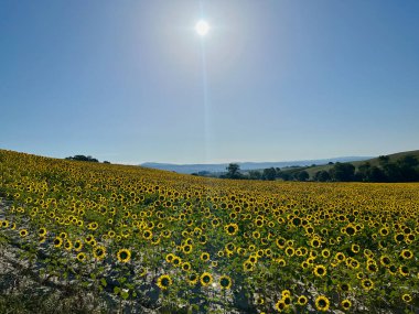 Bir ayçiçeği tarlası. Mavi gökyüzü. Cetona ve Piazze şehirleri civarında. Toskana, Siena. Yüksek kalite fotoğraf