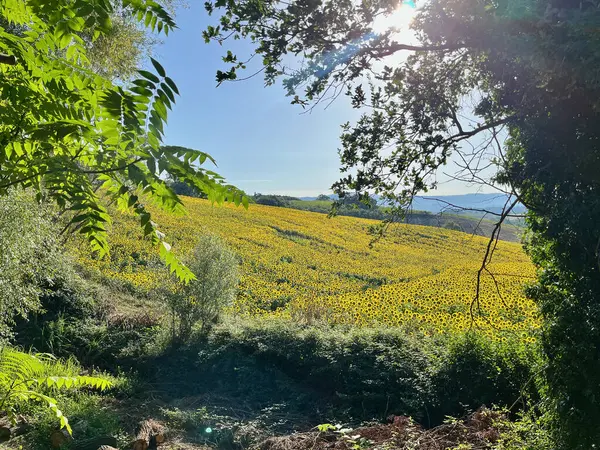 Bir ayçiçeği tarlası. Mavi gökyüzü. Cetona ve Piazze şehirleri civarında. Toskana, Siena. Yüksek kalite fotoğraf