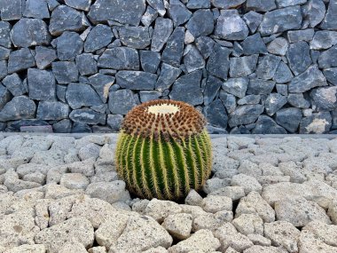 Kosta Adeje Tenerife 'de bir sokakta büyük yuvarlak kaktüs Echinocactus. Taş duvar. Yüksek kalite fotoğraf