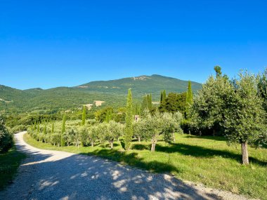 Country road in Tuscany, Italy. Near towns Cetona and Piazze. Olive trees and sequoias. Mountains. High quality photo clipart