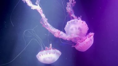 Pembe denizanası akvaryumda yavaşça yüzer. İçim rahat olsun. Tenerife. İspanya Yüksek Kaliteli 4k görüntü