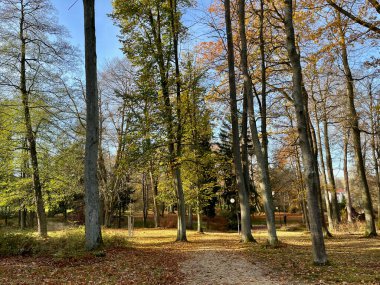 Krasna Lipa 'daki Autumn Park, Çek Cumhuriyeti. Geniş ve ağaçların arasında bir alan. Bir özgürlük hissi. İnanılmaz bir gökyüzü. Yüksek kalite fotoğraf