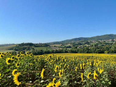 Bir ayçiçeği tarlası. Mavi gökyüzü. Cetona ve Piazze şehirleri civarında. Toskana, Siena. Yüksek kalite fotoğraf