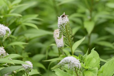 Çayırda bir arı oturuyor..