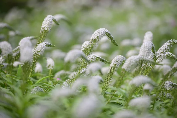 草地上精致的白花 — 图库照片