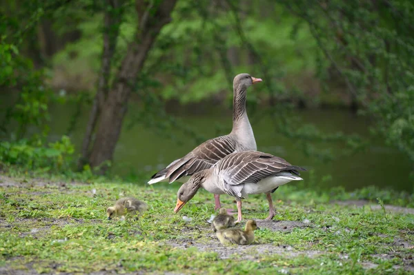 a family of wild geese with goslings on a walk