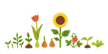 Tohumlar, filizlerin filizlenmesi. Bahar çiçekleri, lale, ayçiçeği, çilek. El çizimi vektör çizimi beyaz arkaplanda izole edildi.