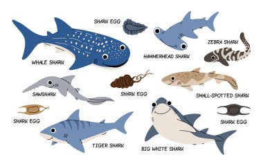 Beyaz zemin üzerinde farklı köpekbalığı türleri olan vektör renk çizimleri. Köpekbalıklarının düz çizimi. Su altı dünyası, okyanus, sualtı sakinleri.