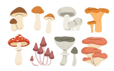 Çizgi film yenilebilir ve zehirli mantarlar, sonbahar orman bitkileri. Mevsimlik mantar yiyeceği, chanterelle, Champignon ve amanita düz vektör çizimi seti. Doğal organik mantarlar.