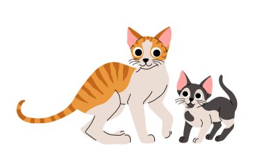 Şirin kedi konsepti, ulusal kedi yavrusu günü. Yavru kedisi olan sevimli yerli Cornish Rex kedisi. Yumuşak turuncu tekir, siyah beyaz kediler kalpleriyle ayakta duruyor. Çizgi film düz vektör çizimi